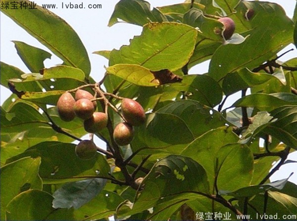 <a href='http://m.wuzhouwash.com/linmuzhongzi/2206.html' target='_blank'>大金果種子</a>