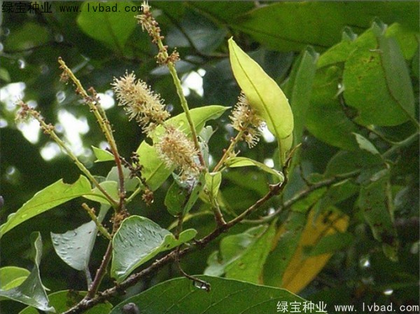 <a href='http://m.wuzhouwash.com/linmuzhongzi/2206.html' target='_blank'>大金果</a><a href='http://m.wuzhouwash.com/' target='_blank'>種子</a>