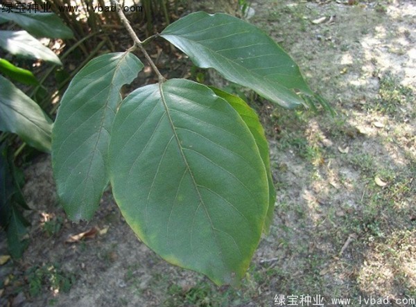 <a href='http://m.wuzhouwash.com/linmuzhongzi/2206.html' target='_blank'>大金果種子</a>