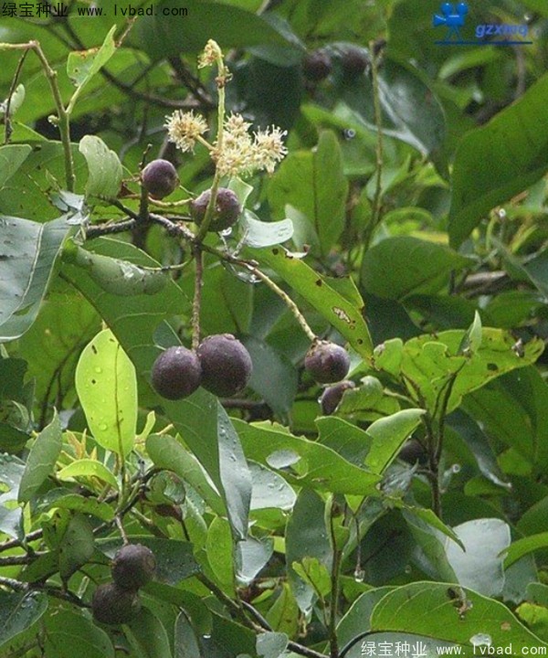 <a href='http://m.wuzhouwash.com/linmuzhongzi/2206.html' target='_blank'>大金果種子</a>