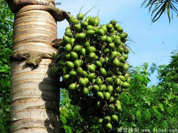 <a href='http://m.wuzhouwash.com/linmuzhongzi/2207.html' target='_blank'>檳榔種子</a>