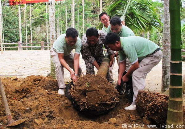 檳榔<a href='http://m.wuzhouwash.com/' target='_blank'>種子</a>