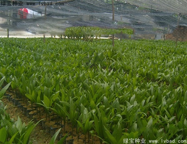 <a href='http://m.wuzhouwash.com/linmuzhongzi/2207.html' target='_blank'>檳榔種子</a>