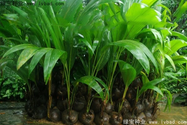 <a href='http://m.wuzhouwash.com/linmuzhongzi/2207.html' target='_blank'>檳榔</a><a href='http://m.wuzhouwash.com/' target='_blank'>種子</a>