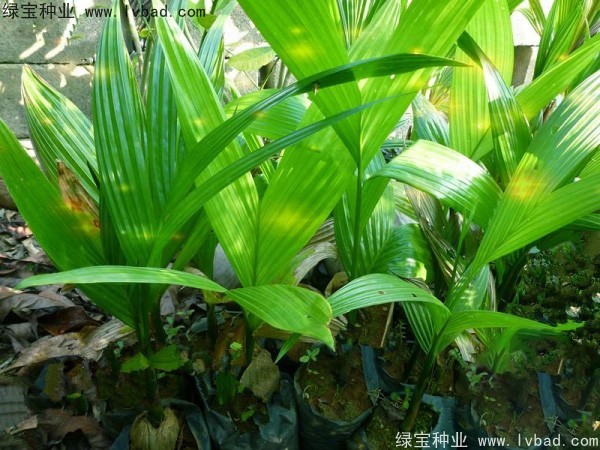 <a href='http://m.wuzhouwash.com/linmuzhongzi/2207.html' target='_blank'>檳榔種子</a>