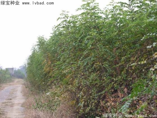 <a href='http://m.wuzhouwash.com/linmuzhongzi/2208.html' target='_blank'>馬甲子種子</a>