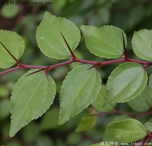 <a href='http://m.wuzhouwash.com/linmuzhongzi/2208.html' target='_blank'>馬甲子種子</a>