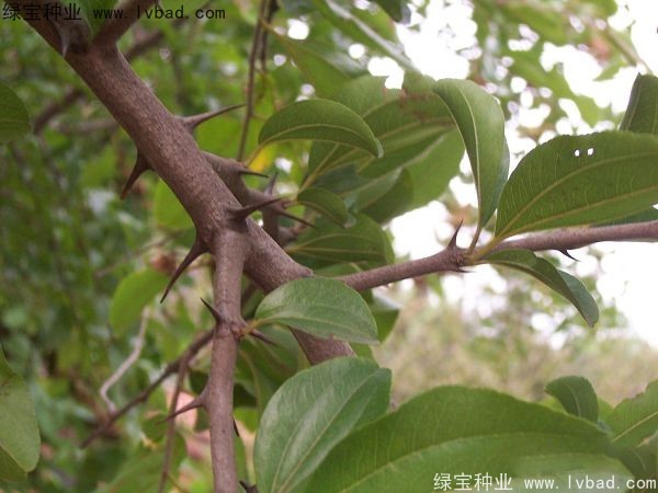 馬甲子種子