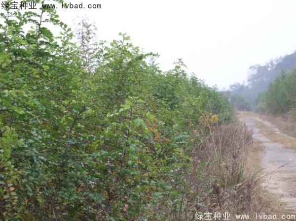 馬甲子<a href='http://m.wuzhouwash.com/' target='_blank'>種子</a>