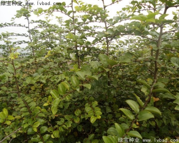 <a href='http://m.wuzhouwash.com/linmuzhongzi/2208.html' target='_blank'>馬甲子種子</a>
