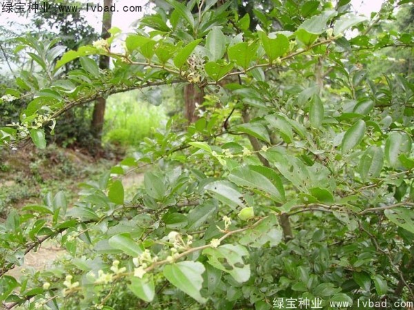 <a href='http://m.wuzhouwash.com/linmuzhongzi/2208.html' target='_blank'>馬甲子</a><a href='http://m.wuzhouwash.com/' target='_blank'>種子</a>