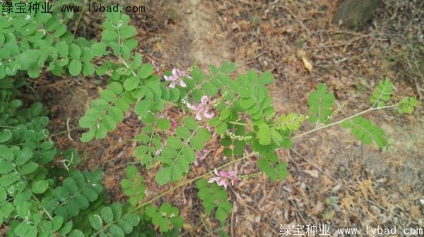 <a href='http://m.wuzhouwash.com/linmuzhongzi/2209.html' target='_blank'>馬棘種子</a>