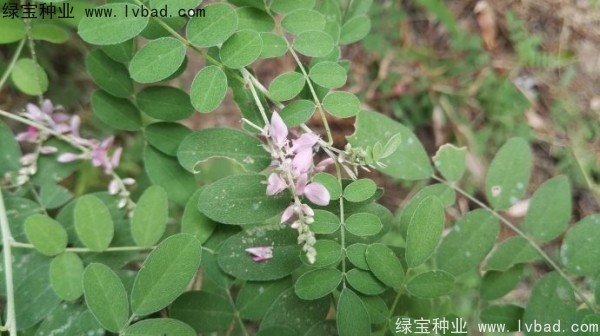 馬棘<a href='http://m.wuzhouwash.com/' target='_blank'>種子</a>