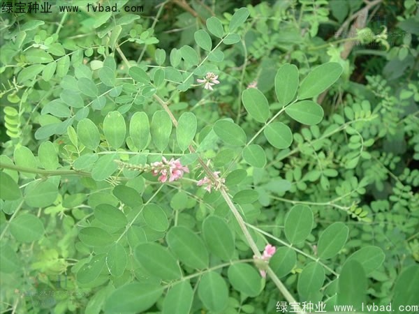 <a href='http://m.wuzhouwash.com/linmuzhongzi/2209.html' target='_blank'>馬棘種子</a>