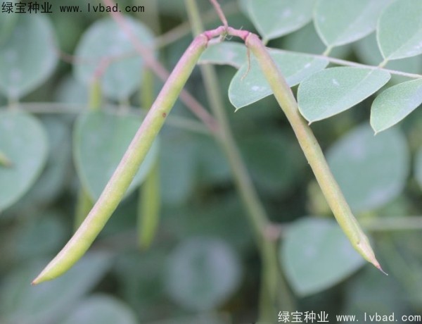 <a href='http://m.wuzhouwash.com/linmuzhongzi/2209.html' target='_blank'>馬棘種子</a>