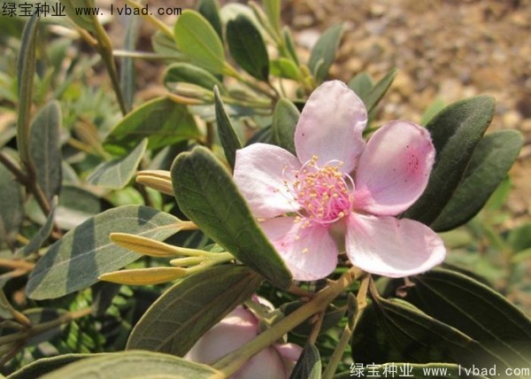<a href='http://m.wuzhouwash.com/linmuzhongzi/2210.html' target='_blank'>桃金娘種子</a>