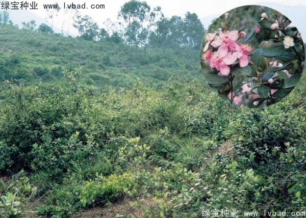 <a href='http://m.wuzhouwash.com/linmuzhongzi/2210.html' target='_blank'>桃金娘種子</a>