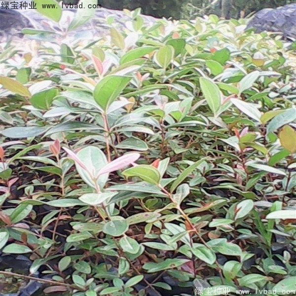 <a href='http://m.wuzhouwash.com/linmuzhongzi/2210.html' target='_blank'>桃金娘種子</a>