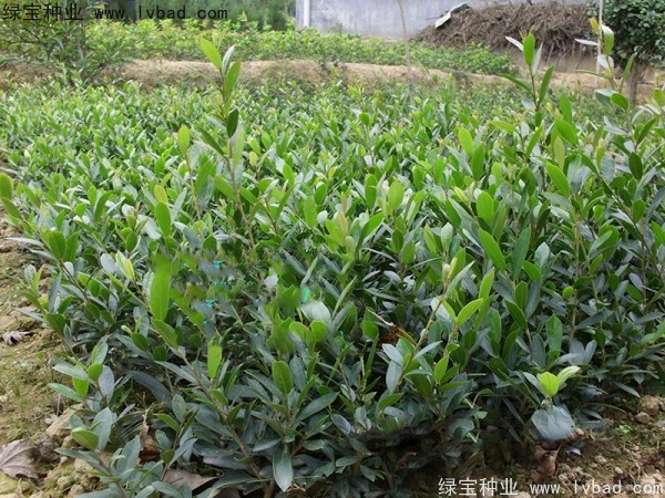 中華文母<a href='http://m.wuzhouwash.com/' target='_blank'>種子</a>