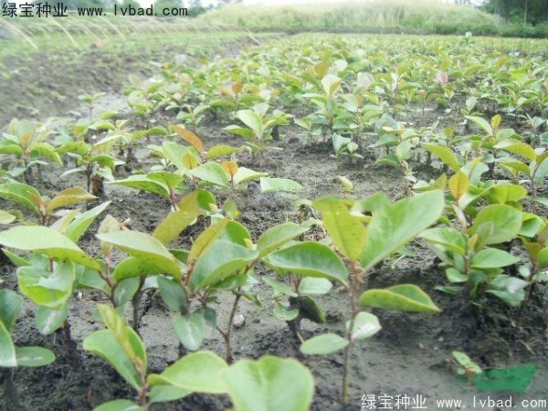 <a href='http://m.wuzhouwash.com/linmuzhongzi/2211.html' target='_blank'>中華文母</a><a href='http://m.wuzhouwash.com/' target='_blank'>種子</a>