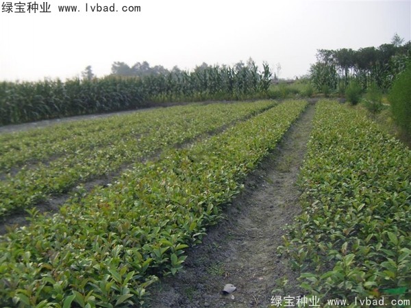 <a href='http://m.wuzhouwash.com/linmuzhongzi/2211.html' target='_blank'>中華文母種子</a>