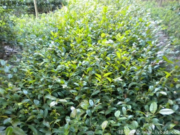 <a href='http://m.wuzhouwash.com/linmuzhongzi/2211.html' target='_blank'>中華文母</a><a href='http://m.wuzhouwash.com/' target='_blank'>種子</a>