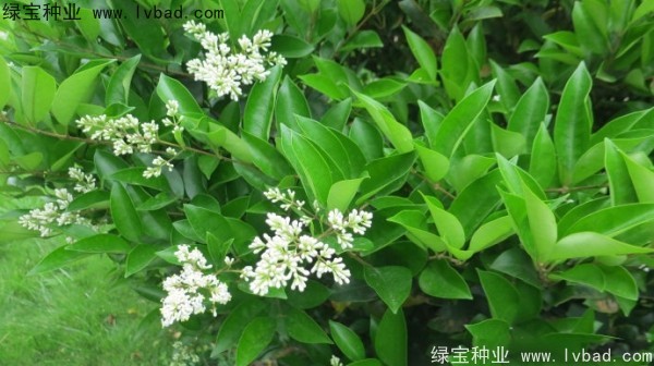 <a href='http://m.wuzhouwash.com/linmuzhongzi/2213.html' target='_blank'>日本女貞種子</a>