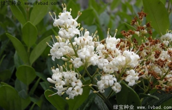 日本女貞<a href='http://m.wuzhouwash.com/' target='_blank'>種子</a>