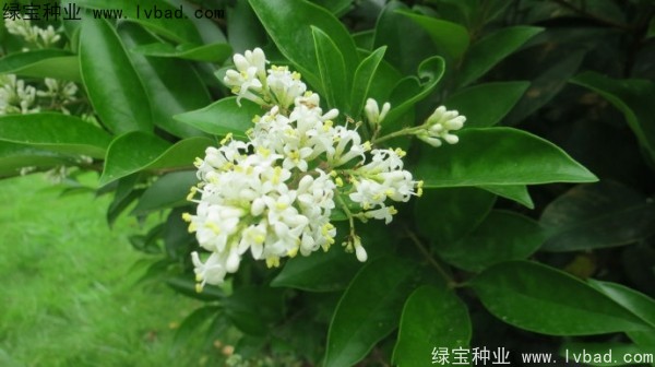 日本女貞<a href='http://m.wuzhouwash.com/' target='_blank'>種子</a>