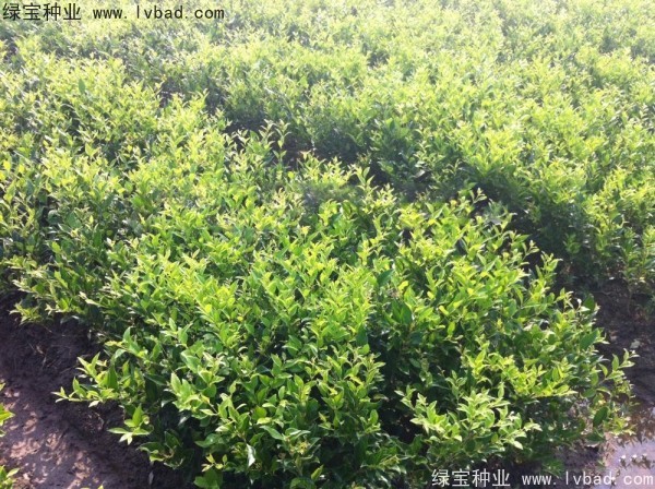 <a href='http://m.wuzhouwash.com/linmuzhongzi/2213.html' target='_blank'>日本女貞種子</a>
