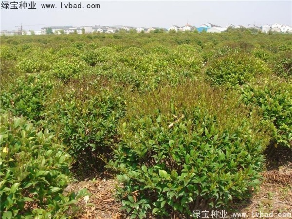 <a href='http://m.wuzhouwash.com/linmuzhongzi/2213.html' target='_blank'>日本女貞</a><a href='http://m.wuzhouwash.com/' target='_blank'>種子</a>