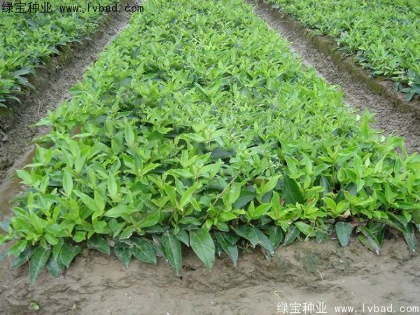 <a href='http://m.wuzhouwash.com/linmuzhongzi/2213.html' target='_blank'>日本女貞種子</a>