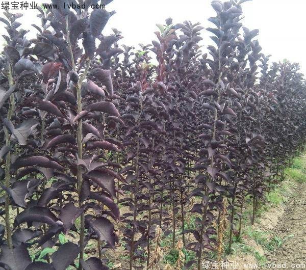 <a href='http://m.wuzhouwash.com/linmuzhongzi/2214.html' target='_blank'>紫葉稠李</a><a href='http://m.wuzhouwash.com/' target='_blank'>種子</a>