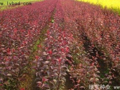 紫葉稠李種子