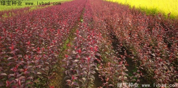 <a href='http://m.wuzhouwash.com/linmuzhongzi/2214.html' target='_blank'>紫葉稠李種子</a>