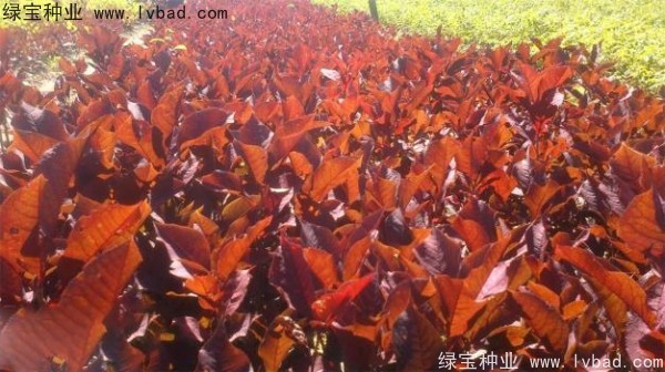 <a href='http://m.wuzhouwash.com/linmuzhongzi/2214.html' target='_blank'>紫葉稠李種子</a>