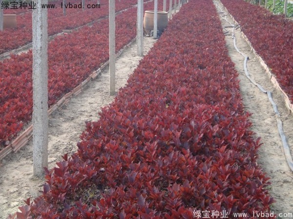 <a href='http://m.wuzhouwash.com/linmuzhongzi/2214.html' target='_blank'>紫葉稠李</a><a href='http://m.wuzhouwash.com/' target='_blank'>種子</a>