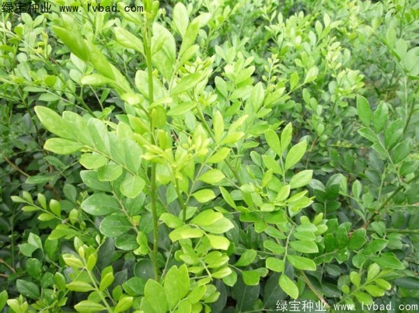 <a href='http://m.wuzhouwash.com/linmuzhongzi/2216.html' target='_blank'>千里香</a><a href='http://m.wuzhouwash.com/' target='_blank'>種子</a>