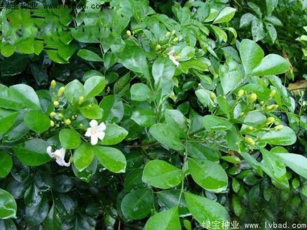 <a href='http://m.wuzhouwash.com/linmuzhongzi/2216.html' target='_blank'>千里香種子</a>