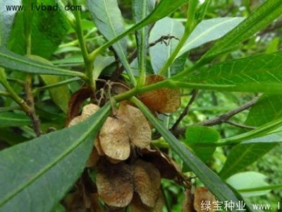 車(chē)桑子種子