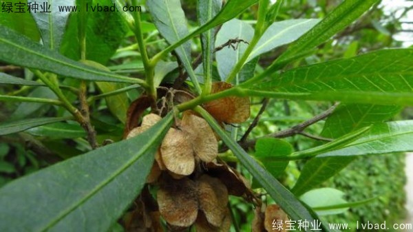 車桑子<a href='http://m.wuzhouwash.com/' target='_blank'>種子</a>