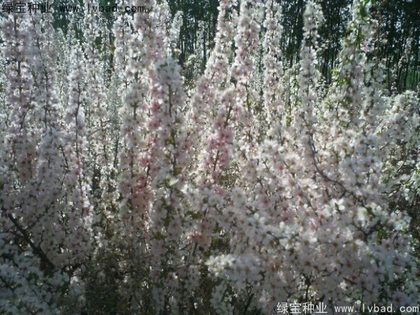 鈣果種子