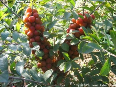 鈣果種子