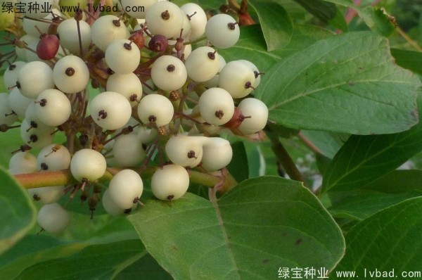 <a href='http://m.wuzhouwash.com/linmuzhongzi/2219.html' target='_blank'>涼子木種子</a>