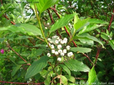涼子木種子