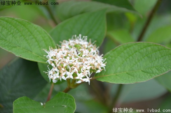 <a href='http://m.wuzhouwash.com/linmuzhongzi/2219.html' target='_blank'>涼子木</a><a href='http://m.wuzhouwash.com/' target='_blank'>種子</a>