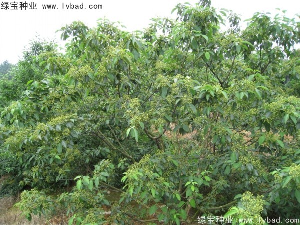 <a href='http://m.wuzhouwash.com/linmuzhongzi/2220.html' target='_blank'>光皮樹種子</a>