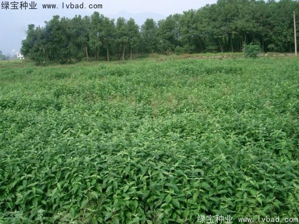 <a href='http://m.wuzhouwash.com/linmuzhongzi/2220.html' target='_blank'>光皮樹</a><a href='http://m.wuzhouwash.com/' target='_blank'>種子</a>