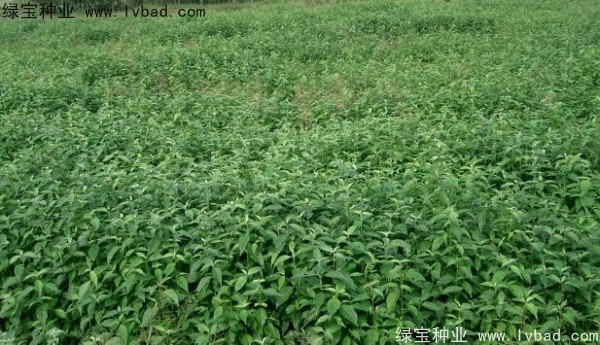 <a href='http://m.wuzhouwash.com/linmuzhongzi/2220.html' target='_blank'>光皮樹種子</a>