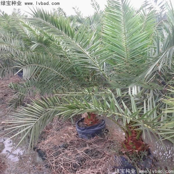 <a href='http://m.wuzhouwash.com/linmuzhongzi/2221.html' target='_blank'>加拿利海棗種子</a>